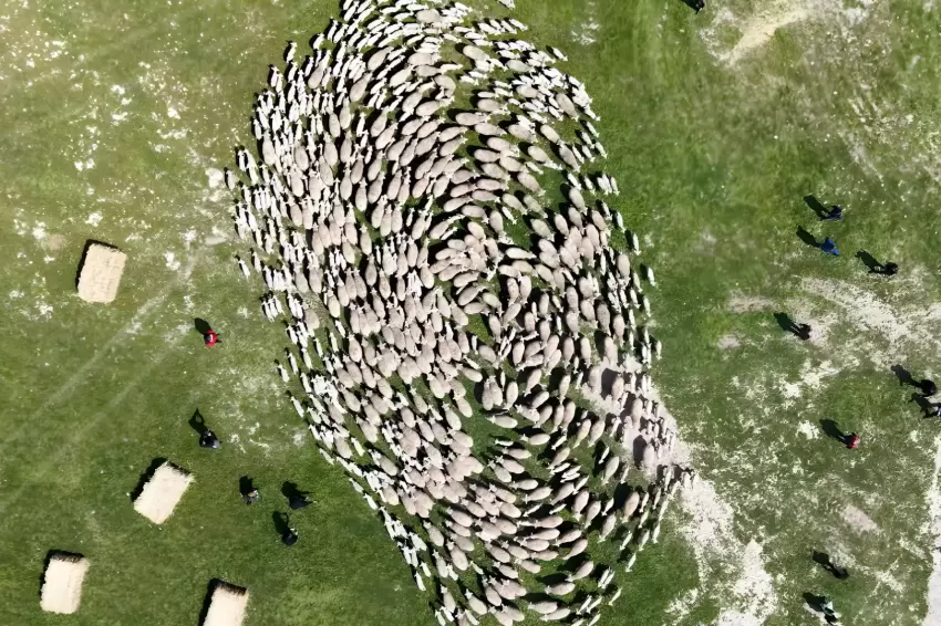 TİGEM'de 'kavuşma' sevinci... Koyun ve kuzular buluştu