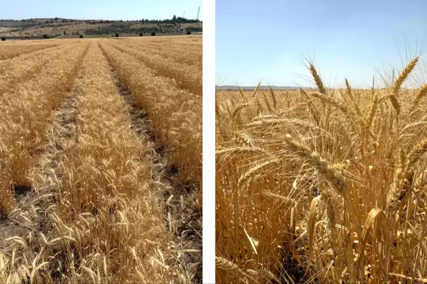 Bisküvilik buğday üretimi başladı