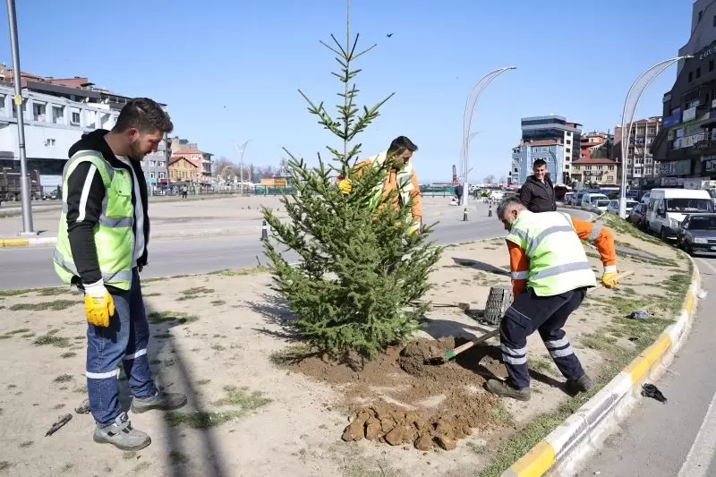 Zonguldak'ta yeşil alanlar batı ladini fidanlarıyla güçleniyor