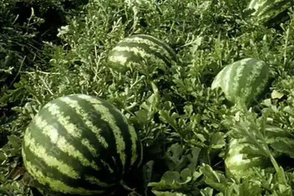 Tarım ÜFE'de yıllık artış yüzde 36,09'a ulaştı