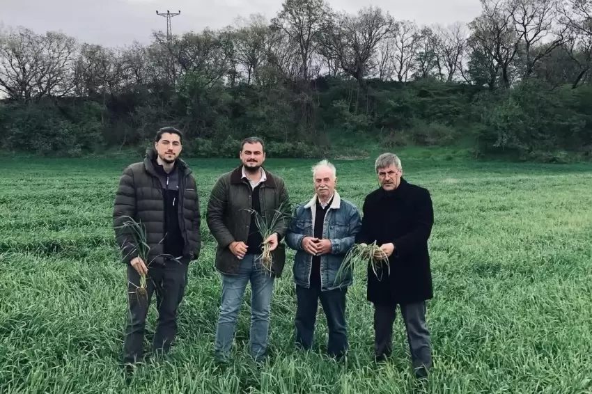 Keşanda yağışlar verimi artırdı, hastalık riskini büyüttü