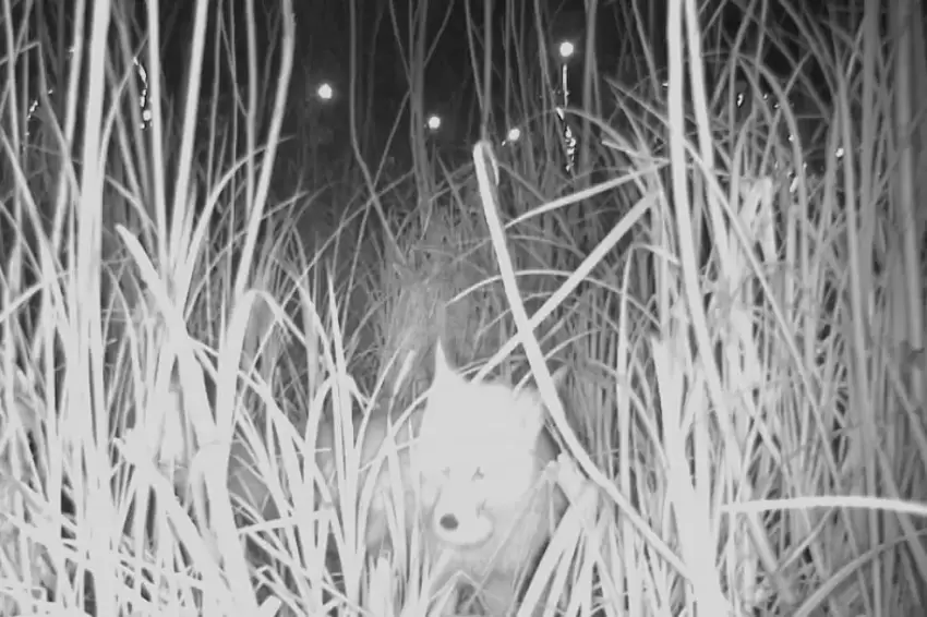 Ordu Durugöl Kurtuluş Tabiat Parkı'nda tilki yumurtaların peşinde