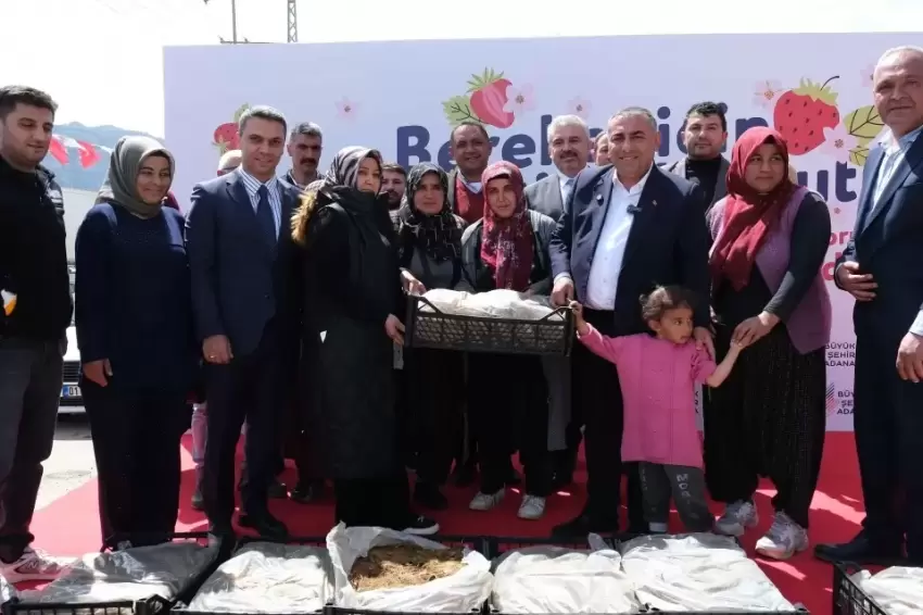 Adana Büyükşehirden Pozantıya 900 bin çilek fidesi desteği