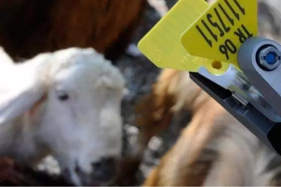 Hayvan sahiplerine aşı ve küpe ücretlerinde önemli ayar... O ücretler desteklemeden düşecek