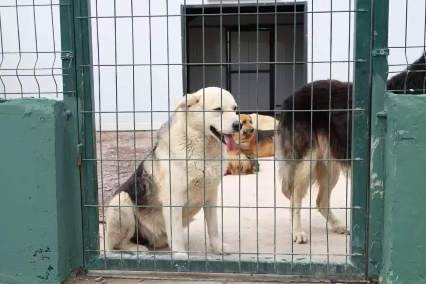 İstanbul Çekmeköy'de sokak hayvanları için dev doğal yaşam alanı açıldı
