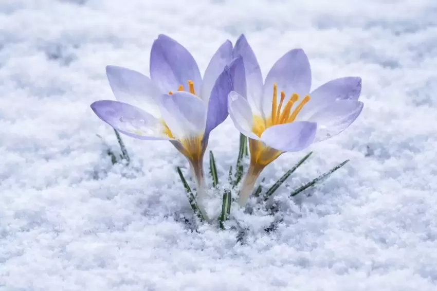 Kocaelide Keltepe Çiğdemi büyüledi