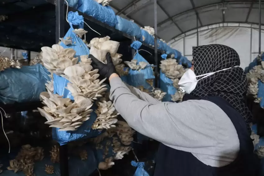 Kocaeli İzmitte istiridye mantarı üretimiyle vatandaşa destek oluyor