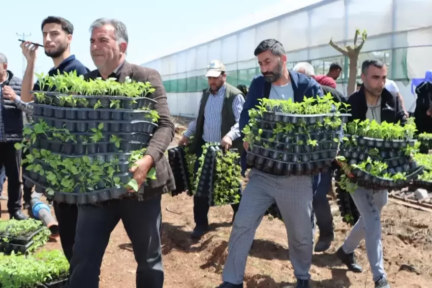 Çiftçiye 1 milyon fide desteği