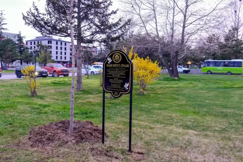 Masumiyet çınarları, kaybedilen canların hatırasını yaşatacak