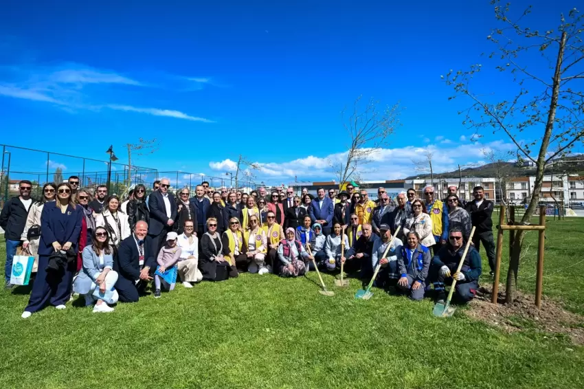 Yetişkin ağaçlar toprakla buluştu