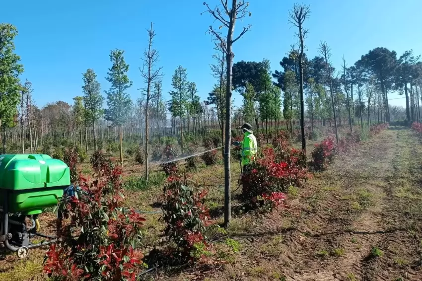 Kocaelide fidanlara koruyucu müdahale