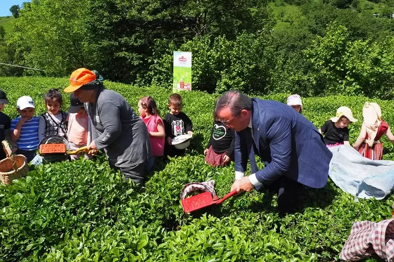 Çay İşletmeleri'ne personel atamalarında 40 yaş şartı aranmayacak