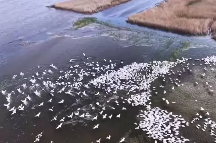 Kuşcennetinde görsel şölen... Yüzlerce Tepeli Pelikan aynı anda suya indi