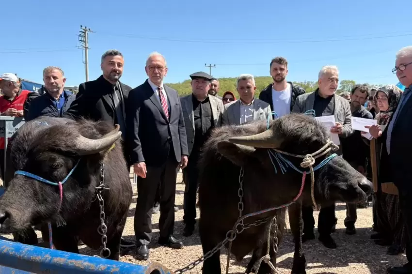 Kocaelide damızlık mandalar üreticilere teslim edildi