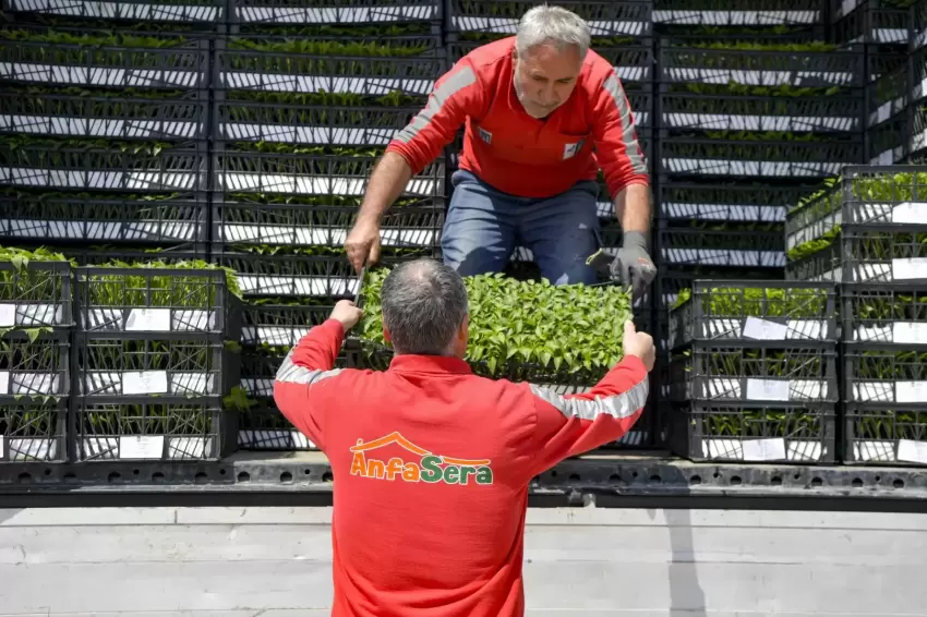 Ankara Büyükşehirden çiftçilere 624 bin fide desteği