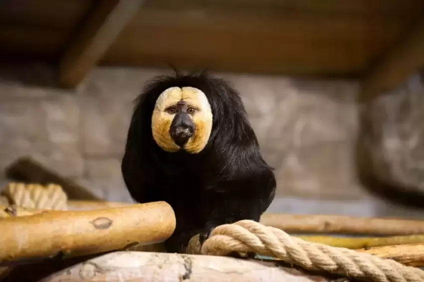 Eskişehir Hayvanat Bahçesine 30 yeni tür kazandırıldı