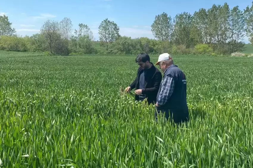 Keşan Akçeşmede hububat alarmı Yağış hastalıkları artırdı