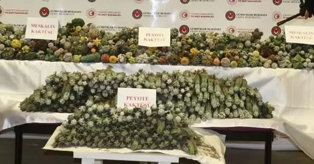 Alaplıda Peyote ve San Pedro kaktüsüne el konuldu: 2 gözaltı