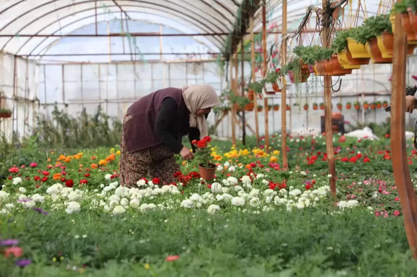 Muğlada 28 milyon çiçek kadın emeğiyle üretildi