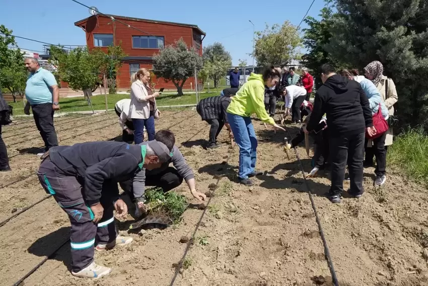 İstanbul Beylikdüzünde yazlık fideler toprakla buluştu