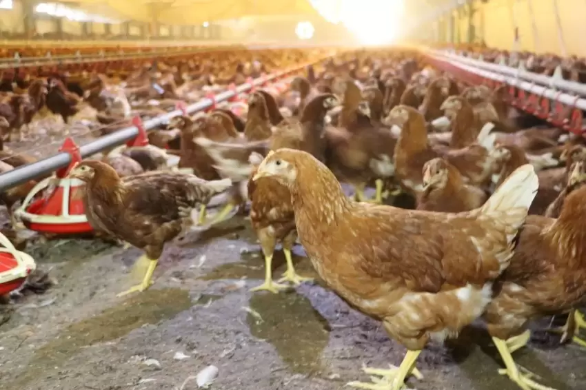 Kümes hayvancılığında artış Yaklaşık 2 milyar adet yumurta üretildi