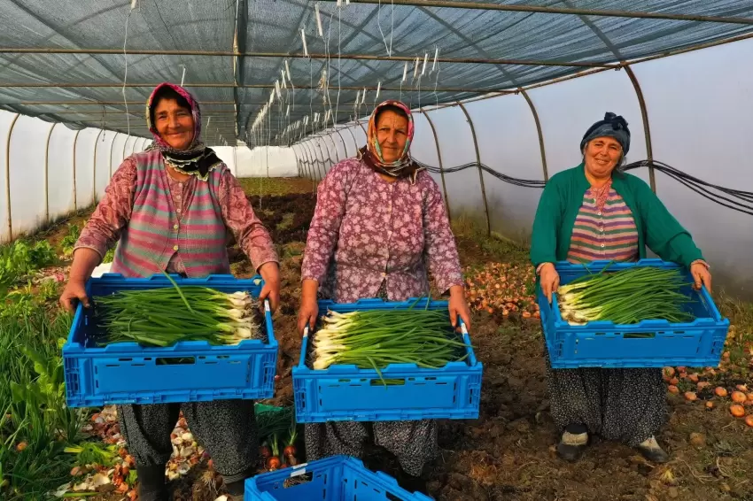 Kocaelide seracılık, Büyükşehirle yaygınlaşıyor
