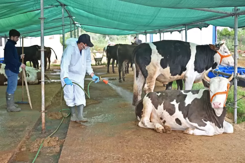 Antalya Büyükşehirden kurban satış alanlarında ilaçlama