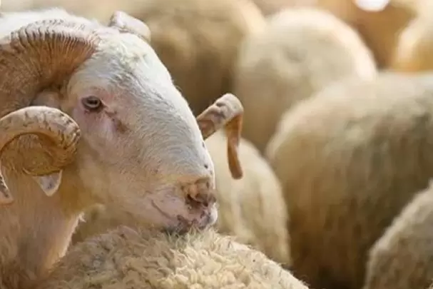 Haber Görseli