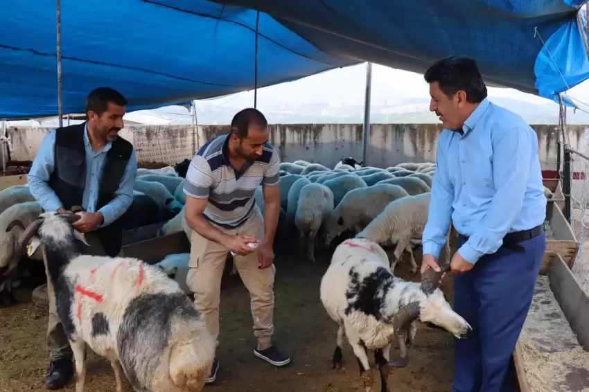 Modern Hayvan Pazarında kurbanlık satışları devam ediyor