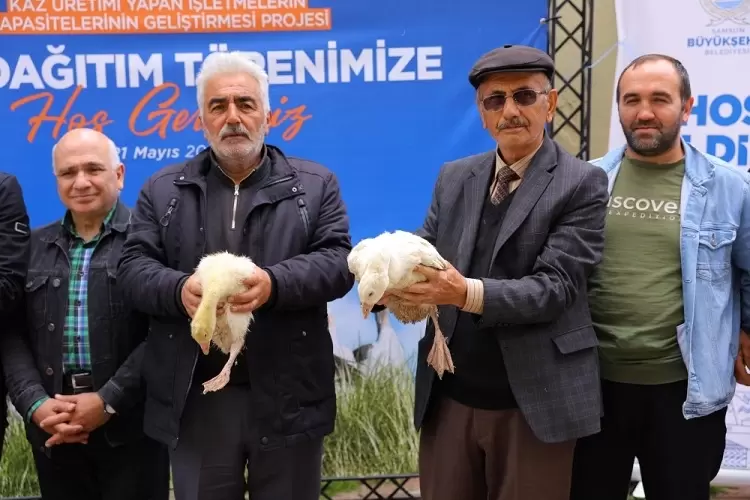 Samsun Büyükşehirden üreticiye kaz desteği