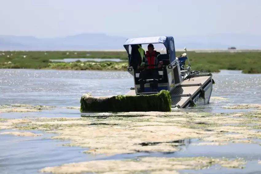 İzmir Büyükşehirden Körfezde deniz maralu temizliği