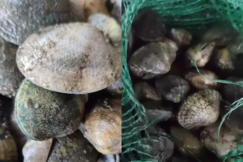 Kapıkulede 840 kilo canlı akivades ele geçirildi 1 milyon TL ceza kesildi