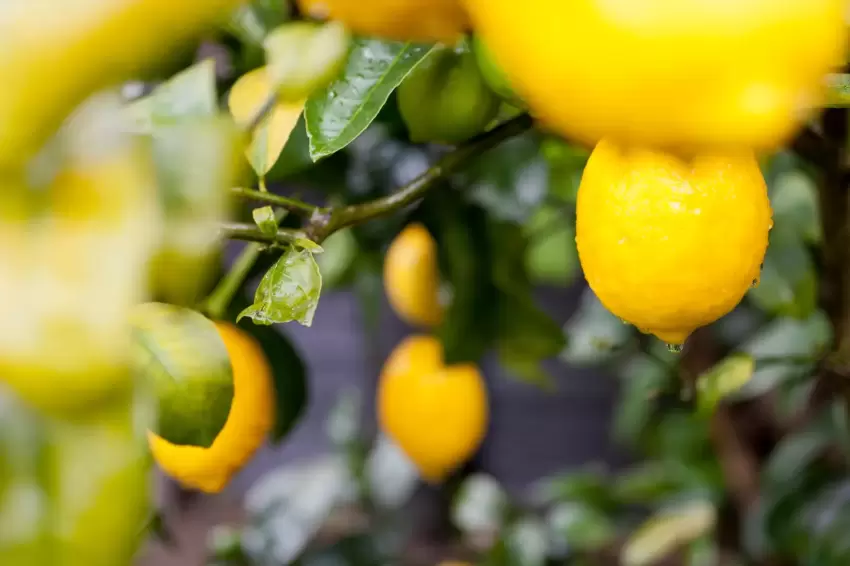 Türkiyenin limon ihracatı 22 yılda 2,5 kat arttı