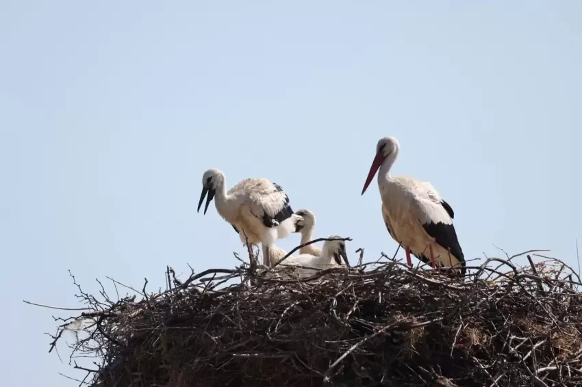 Binlerce doğasever Bursa Leylek Şenliğinde buluştu