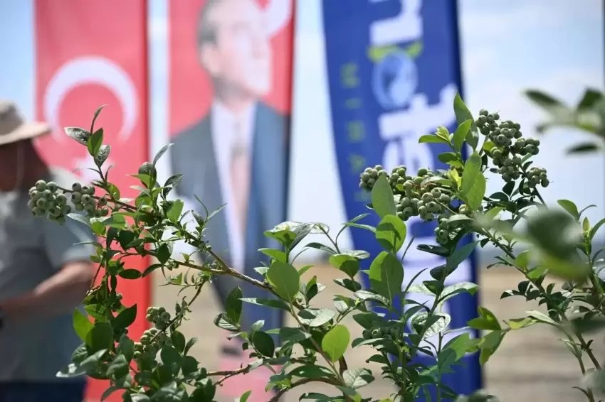 İpsalada 150 bin yaban mersini dikilecek