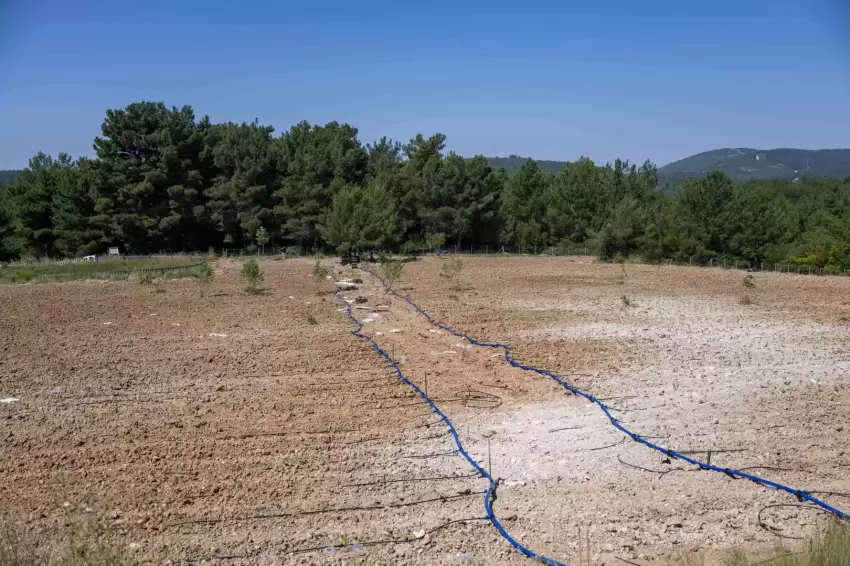 İzmir Bornovada atıl topraklar üretime kazandırılıyor
