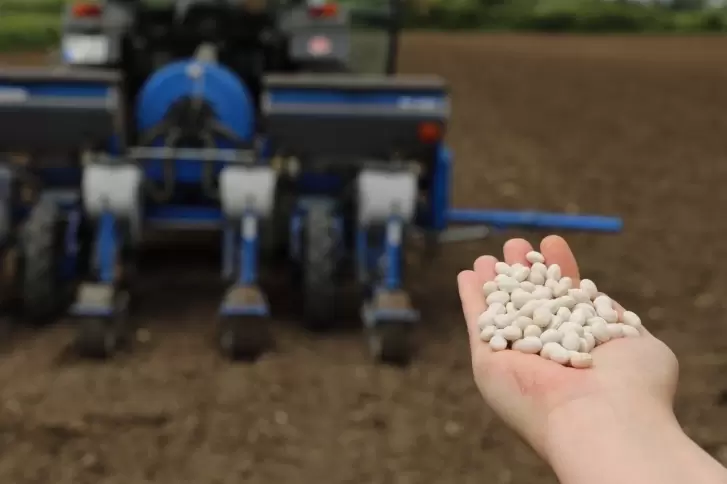 Samsunda satış garantili Ladik Fasulyesi ekimleri başladı