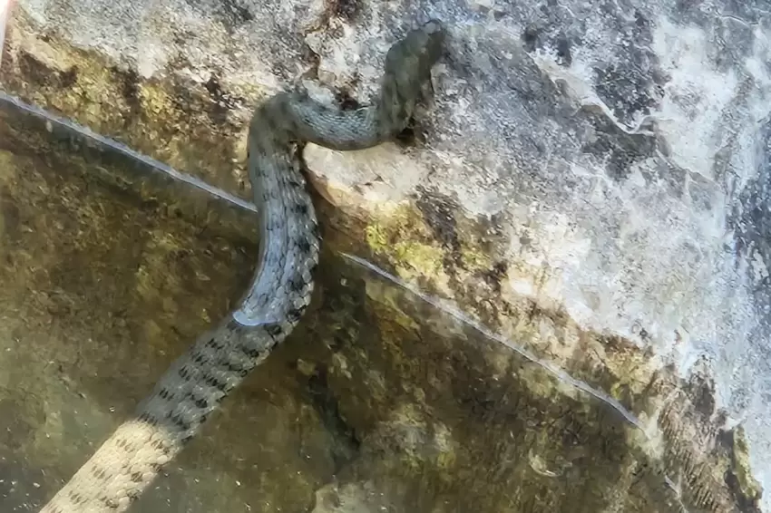 Düzcede alabalık havuzuna giren yılan paniğe neden oldu