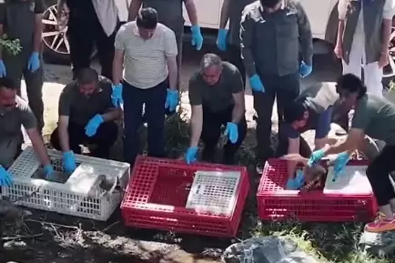 Bursada tedavileri tamamlanan yaban hayvanlar doğaya salındı