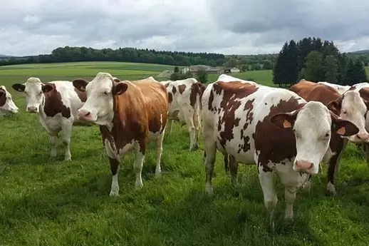 Trabzonda üreticiye düve ve koyun desteği