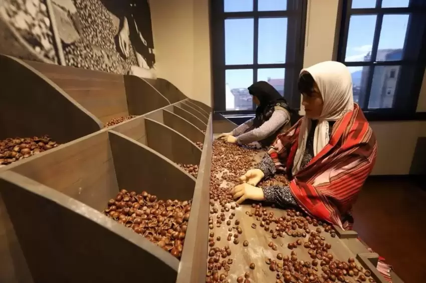 Orduda fındığın hikayesi ilgi çekiyor