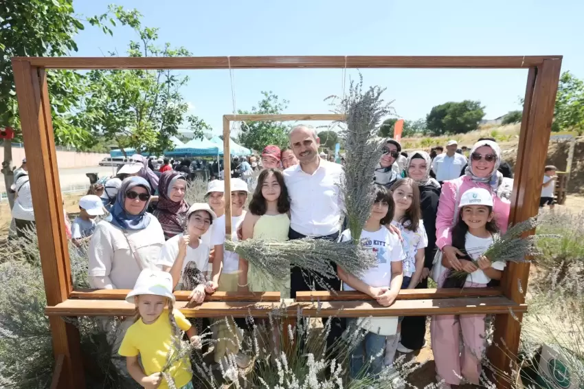 Çayırovada lavanta hasadı