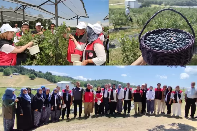 Bursada organik maviyemiş üretimi yaygınlaşıyor