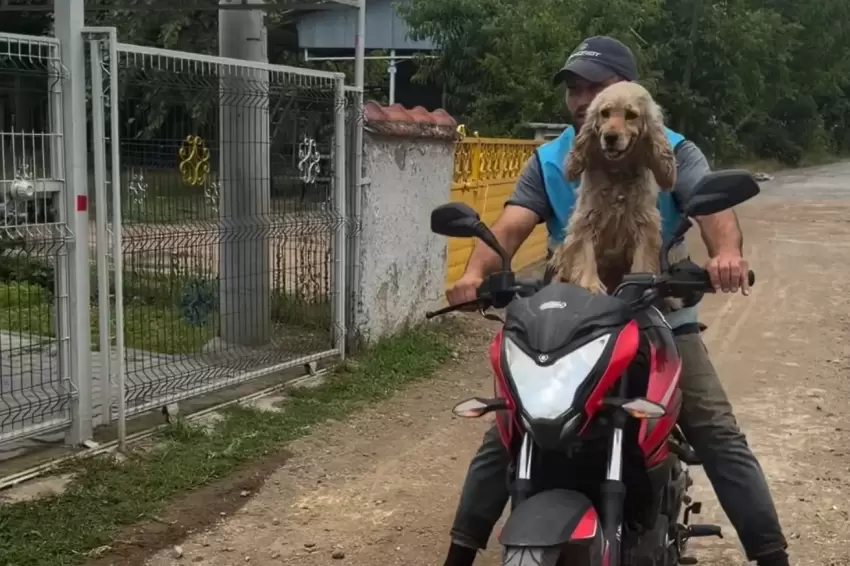 Düzcede bir an olsun sahibi yalnız bırakmayan köpek gülümsetti