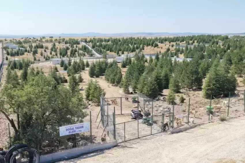 Eskişehir Büyükşehirden sahipsiz hayvanlara yeni proje