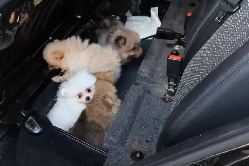 Kapıkulede araçta gizlenen 5 yavru köpek ele geçirildi