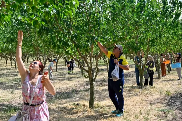Başkentliler Ata Çiftliğinde hasat yaptı