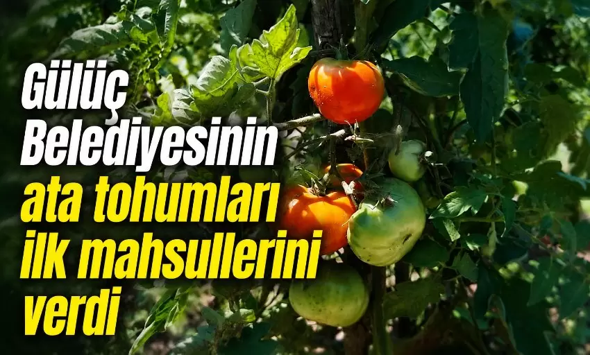 Gülüç Belediyesinin ücretsiz dağıttığı 15 bin fide mahsule dönüştü