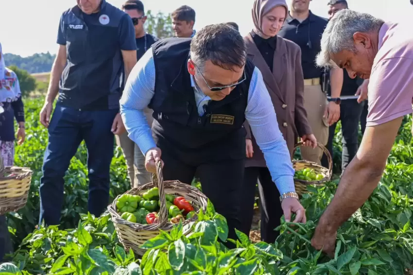 Bilecikte Vali Sözerden coğrafi işaretli Kamber Biberi hasadı