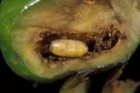Mudanyada zeytin sineğiyle mücadele